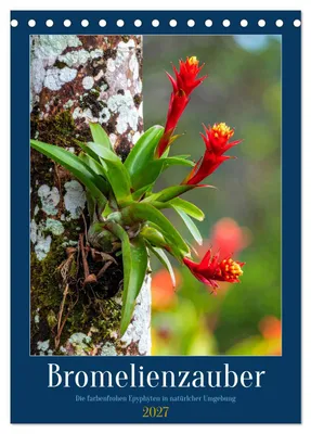 Produktbild von Bromelienzauber (Tischkalender 2027 DIN A5 hoch), CALVENDO Monatskalender