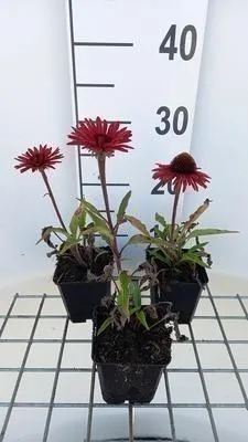 Produktbild von 6 x Echinacea purp. 'Sunseekers Orange' - Sonnenhut - Topf 9 x 9 cm