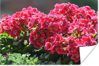 Produktbild von MuchoWow® Poster Rote Geranienblüten in einem Garten 90x60 cm - Schlafzimmer