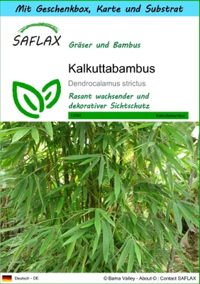Produktbild von SAFLAX Geschenk Set - Kalkuttabambus - Dendrocalamus strictus - 50 Samen - Mit Geschenkbox, Versandaufkleber, Geschenkkarte und Anzuchtsubstrat