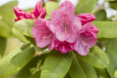 Zdjęcie produktu dla Rhododendron williams. 'Gartendir. Glocker", kwiaty różowe, 30-40 cm