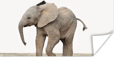 Produktbild von MuchoWow® Poster Baby-Elefant - Tiere - Kinder - Mädchen - Jungen 160x80 cm - Foto Poster