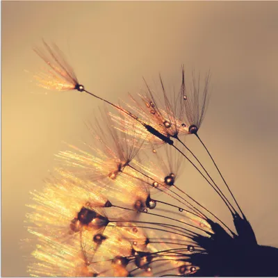 Produktbild von ARTland Wandbild Alu für Innen & Outdoor Pusteblume Goldene Schirmchen Größe: 50x50 cm