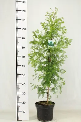 Produktbild von Metasequoia glyptostroboides, Chinesischer Rotholz-Mammutbaum, Gesamthöhe: 140-150 cm