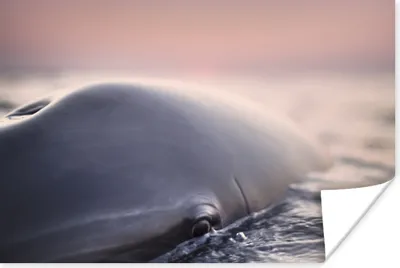 Produktbild von MuchoWow® Poster Delfin - Wasser - Nahaufnahme 60x40 cm - Schlafzimmerdekoration