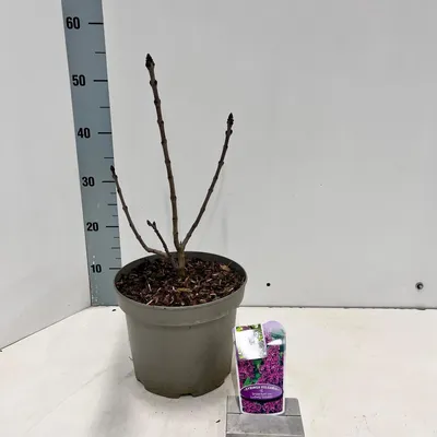 Obrázok produktu pre Syringa vulgaris 'And. An Ludwig Spath' – šľachtivý orgován | 50–60 cm v črepníku