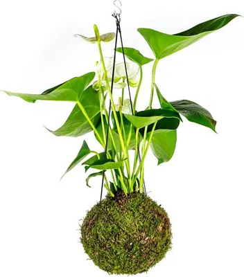 Obrázek produktu pro Gardners Kokedama Anthurium andraeanum bílá (L)