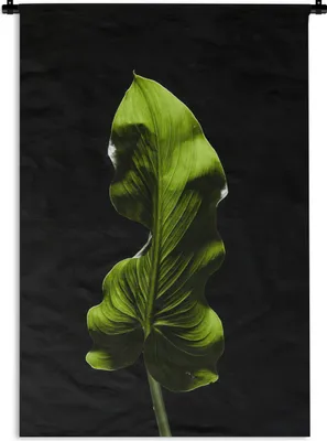 Produktbild von MuchoWow® Wandteppich Wandbehang Ein grünes Blatt auf schwarzem Hintergrund 90x135 cm Tapisserie Dekoration Wandtuch - Baumwolle - Wandskulptur