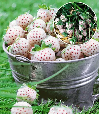 Produktbild von BALDUR Garten 4er Weiße Ananas-Erdbeere 'Natural White®', Pflanzen im Topf, 3x weiße Erdbeere & 1x rote Erdbeere Senga Sengana, winterhart, pflegeleicht, blühend, Fragaria x ananassa