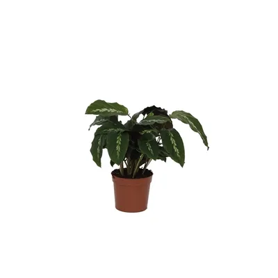 Obrázek produktu pro Gardners Calathea Maui Queen, průměr 12 cm