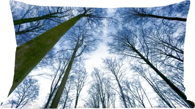 Produktbild von MuchoWow® Zierkissen Sofakissen Wohnzimmer Dekokissen 50x30 cm Wald - Bäume - Himmel - Wohnzimmerdekoration - Polster mit Photo