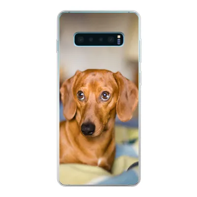Produktbild von MuchoWow® Handyhülle Schutzhülle Hülle für Samsung Galaxy S10 Plus Dackel liegend auf einem Bett Silikon Softcase Handy Hülle - Schutzhülle