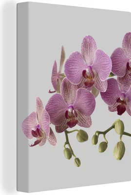 Zdjęcie produktu dla MuchoWow® - Obraz na płótnie - Orchidee na szarym tle, fototapeta, dekoracja ścienna do salonu, 30x40cm