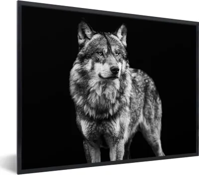 Produktbild von MuchoWow® Gerahmtes Poster Wolf - Tiere - Wild - Schwarz - Weiß 80x60 cm - Poster mit Schwarzem Bilderrahmen Wandposter Rahmen Foto Bilder - Schwarzem - Mit Gestell