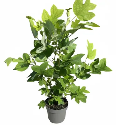 Zdjęcie produktu dla Tulipa drzewiasta, wysokość 80-100 cm, w doniczce - Liriodendron tulipifera