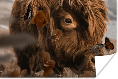 Produktbild von MuchoWow® Poster Schottische Highlander - Schmetterlinge - Blumen 60x40 cm - Schlafzimmerdekoration