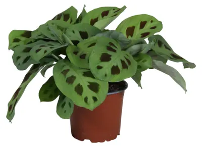 Produktbild von Maranta Leuconeura Kerchoveana - 30cm - Ø12cm - Zimmerpflanze - Immergrün