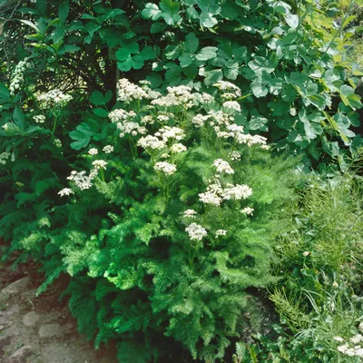 Produktbild von Meum athamanticum, Bärwurz, aromatisch, ca. 9x9 cm Topf