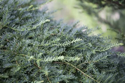 Produktbild von Taxus baccata 'Dovastoniana', Eibe, 60–70 cm