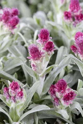 Produktbild von Antennaria dioica 'Rubra', Katzenpfötchen, rosa, ca. 9x9 cm Topf