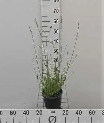Obrázok produktu pre Lavandula int. 'Edelweiss' - Levanduľa - Kontajner 2 litre