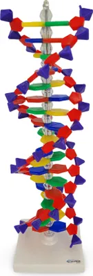Produktbild von DNA Doppel Helix Modell ca 50cm gefärbt Desoxyribose Phosphate Basen