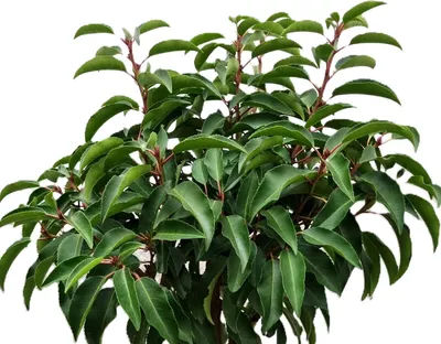 Immagine prodotto di Alloro portoghese sempreverde 'Prunus Myrtifolia' 40-60 cm