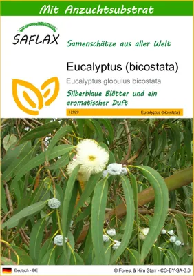 Produktbild von SAFLAX - Eucalyptus (bicostata) - Eucalyptus globulus bicostata - 100 Samen - Mit keimfreiem Anzuchtsubstrat