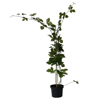 A potted plant with green leaves and stems against a white background.