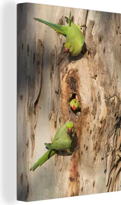 Produktbild von OneMillionCanvasses® - Leinwandbilder - 90x140 cm, Dreihalssittiche auf einem Baum, Wandbilder Kunstdruck Wanddekoration - Foto auf Leinwand - Gemälde auf Holzrahmen  - Wandschmucke - Schlafzimmer