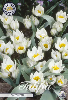 Artikelbild 2 von 'Tulpe Polychroma (10 Stück)' aus der Kategorie Tulpenzwiebeln