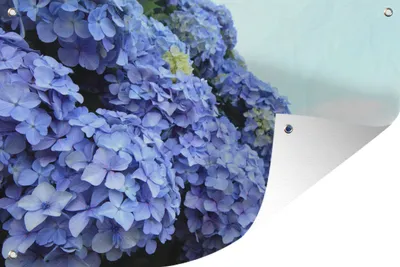 Produktbild von MuchoWow® 120x80 cm Outdoor-Poster Gartendeko Sichtschutz Garten Poster für den Garten  Hortensienblüten