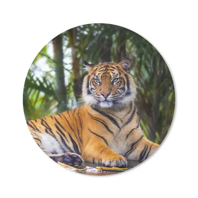 Produktbild von MuchoWow® Mauspad Mousepad Tiger - Tiere - Wald - Dschungel 20x20 cm - Mousepads - Maus Mat - Pad - Mausunterlage - Schreibtischmatte