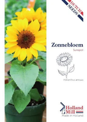 Zdjęcie produktu dla Holland Mill Sonnenblume Sunspot - 1 opakowanie nasion