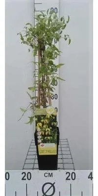 Zdjęcie produktu dla Clematis vit. 'Purp. Plena Elegans' - powojnik pnący 50-60 cm | doniczka