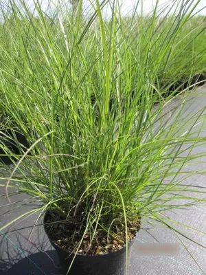 Produktbild von Zwerg-Chinaschilf Yaku Jima - Miscanthus sinensis