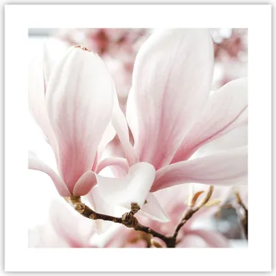 Produktbild von Poster - Poster ohne Rahmen - Zweig Magnolie Blume - 40x40 cm - Wand Bild - Wanddeko - Wandbilder - Kunstposter - Wandposter - Bilder - Kunstdruck - Wanddekoration - Wandbild - P2XAC40x40-4538
