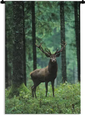 Produktbild von MuchoWow® Wandteppich Wandbehang Hirsche - Wald - Bäume - Tiere - Natur 60x90 cm Tapisserie Dekoration Wandtuch - Foto-Teppich - Abwaschbar