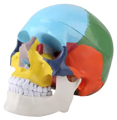 Productafbeelding van Levensgroot Schedelmodel 1:1 - Anatomisch Model - Driedelig - Hoogwaardige Bevestiging