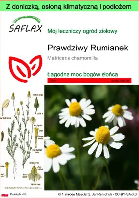 Zdjęcie produktu dla SAFLAX - Garden to go - Prawdziwy Rumianek - 300 Nasiona - Z doniczką, pokrywą klimatyczną i podłożem do uprawy - Matricaria chamomilla