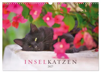 Produktbild von Inselkatzen (Wandkalender 2027 DIN A3 quer), CALVENDO Monatskalender