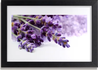 Produktbild von Bild 30x20 MDF-Rahmen Wandkunst Blumen Natur Pflanzen