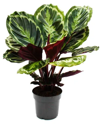 Produktbild von Schattenpflanze mit ausgefallenem Blattmuster - Calathea Medaillon - 14cm Topf - ca. 50cm hoch