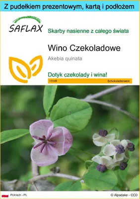Zdjęcie produktu dla SAFLAX - Zestaw prezentowy - Wino Czekoladowe - 10 Nasiona - Z pudełkiem upominkowym, etykietą wysyłkową, kartą podarunkową i podłożem uprawowym - Akebia quinata