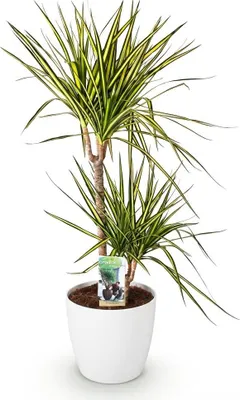 Zdjęcie produktu dla Drzewo smocze Dracaena Sunray, średnica 21 cm, wysokość 90–100 cm, roślina doniczkowa w białej doniczce