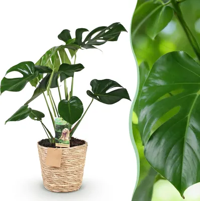 Image de Green BoutiQ - Green is... Plantes d'intérieur - Monstera Deliciosa - Monstera - Peu d'entretien - avec panier - Vert - 1 plante - Pot 17 cm - Hauteur 50-55 cm