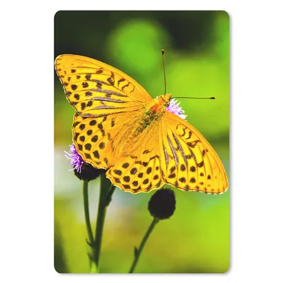 Produktbild von MuchoWow® Mauspad Mousepad Schmetterling - Tiger - Blume 40x60 cm - Mousepads - Maus Mat - Pad - Mausunterlage - Schreibtisch Accesoire