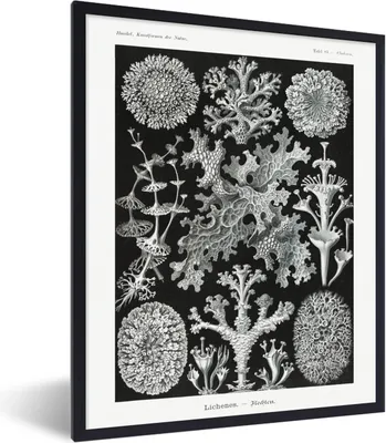 Produktbild von MuchoWow® Gerahmtes Poster Moos - Botanisch - Vintage - Schwarz und weiß - Pilz Illustration 30x40 cm - Poster mit Schwarzem Bilderrahmen Wandposter Rahmen Foto Bilder - Wanddeko - Kunstdrucke