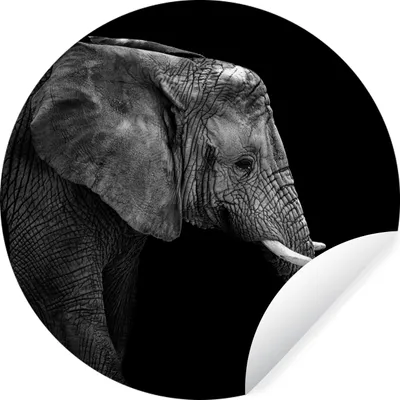 Produktbild von MuchoWow® Runde Wandtattoo - Wandsticker Tapete Aufkleber Elefant - Schwarz und weiß - Porträt - Tiere Ø 100 cm Selbstklebend und Repositionierbar - Wandaufkleber - Kreis - Tapetenkreis - Wandbild rund - Schlafzimmerdekoration - Wanddeko - runde Tapete - Kunst für zu Hause