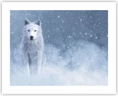 Produktbild von Poster - Poster ohne Rahmen - Weiß Wolf Schnee - 50x40 cm - Wand Bild - Wanddeko - Wandbilder - Kunstposter - Wandposter - Bilder - Kunstdruck - Wanddekoration - Wandbild - P2XAA50x40-5006